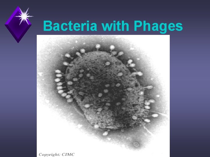 Bacteria with Phages 