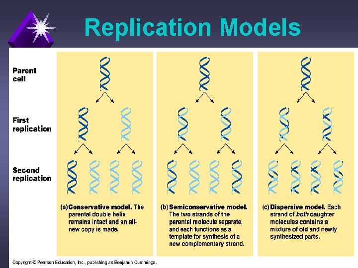 Replication Models 