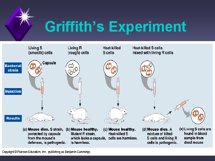 Griffith’s Experiment 