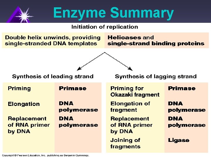 Enzyme Summary 