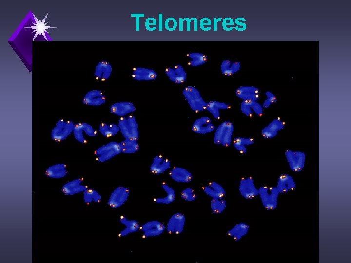 Telomeres 