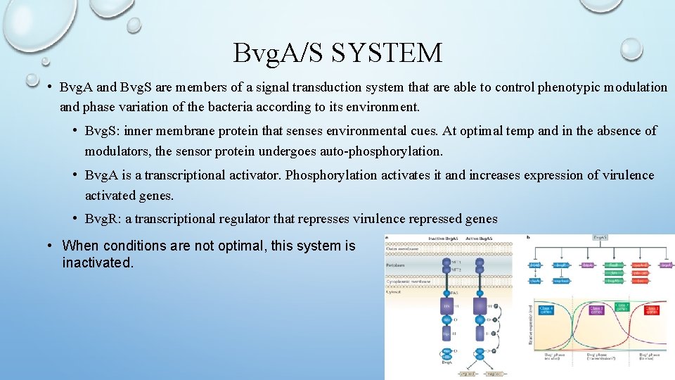 Bvg. A/S SYSTEM • Bvg. A and Bvg. S are members of a signal