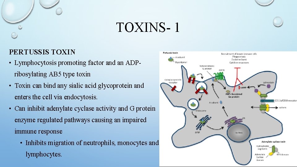 TOXINS- 1 PERTUSSIS TOXIN • Lymphocytosis promoting factor and an ADPribosylating AB 5 type