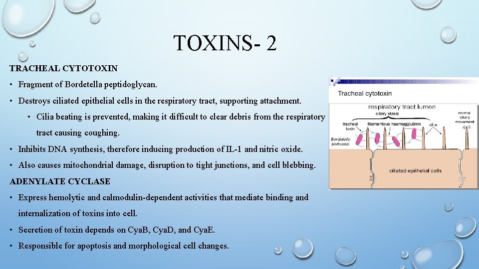 TOXINS- 2 TRACHEAL CYTOTOXIN • Fragment of Bordetella peptidoglycan. • Destroys ciliated epithelial cells