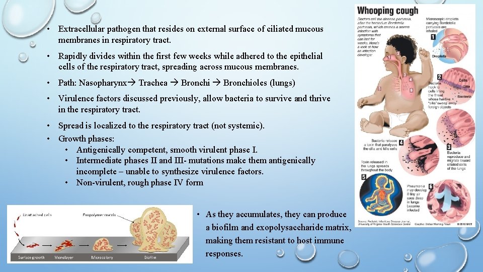  • Extracellular pathogen that resides on external surface of ciliated mucous membranes in