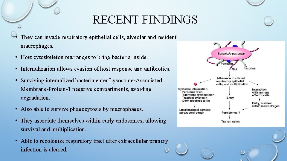 RECENT FINDINGS • They can invade respiratory epithelial cells, alveolar and resident macrophages. •