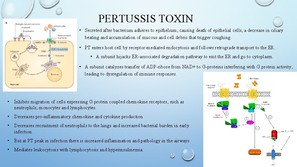 PERTUSSIS TOXIN • Secreted after bacterium adheres to epithelium, causing death of epithelial cells,