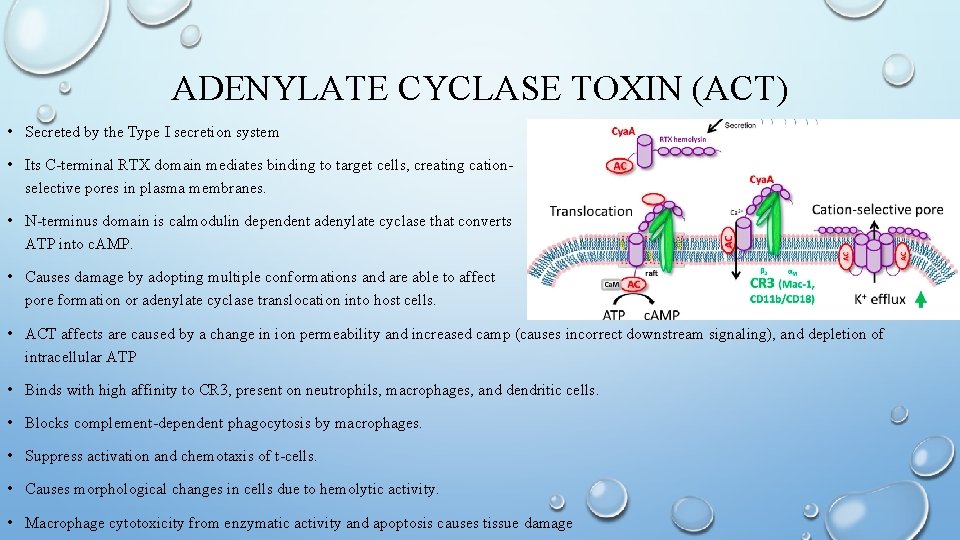 ADENYLATE CYCLASE TOXIN (ACT) • Secreted by the Type I secretion system • Its