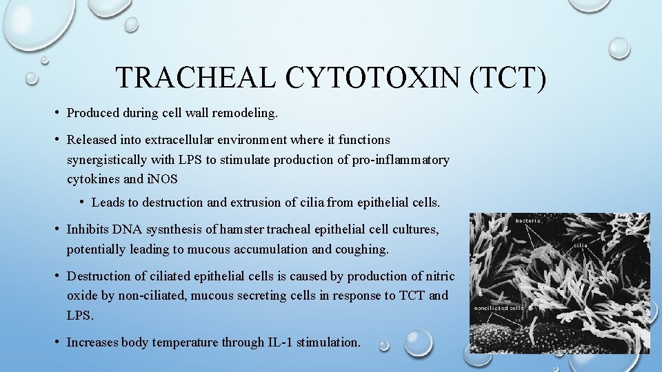 TRACHEAL CYTOTOXIN (TCT) • Produced during cell wall remodeling. • Released into extracellular environment