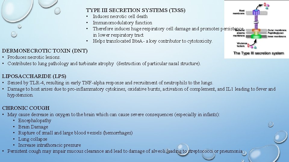 TYPE III SECRETION SYSTEMS (T 3 SS) • Induces necrotic cell death • Immunomodulatory