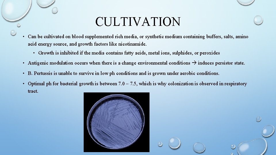 CULTIVATION • Can be cultivated on blood supplemented rich media, or synthetic medium containing