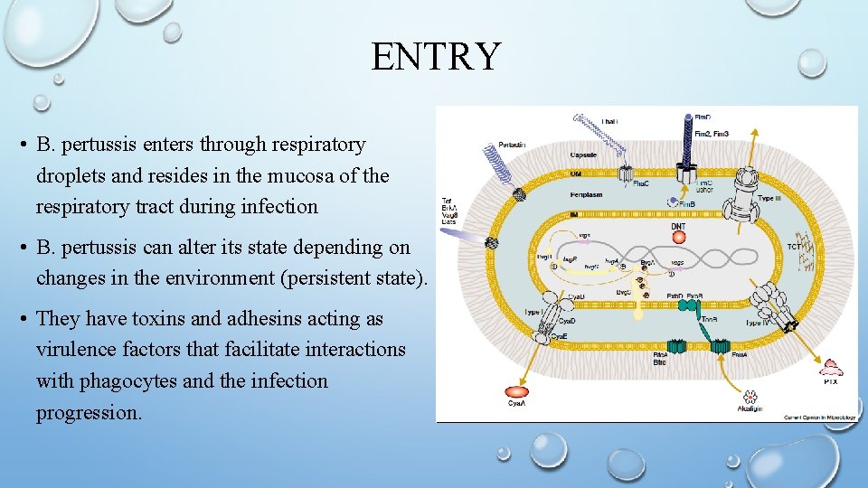 ENTRY • B. pertussis enters through respiratory droplets and resides in the mucosa of