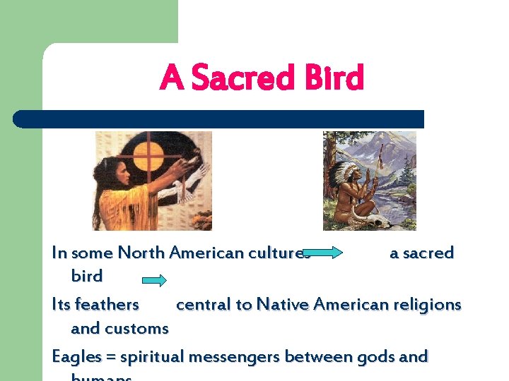 A Sacred Bird In some North American cultures a sacred bird Its feathers central