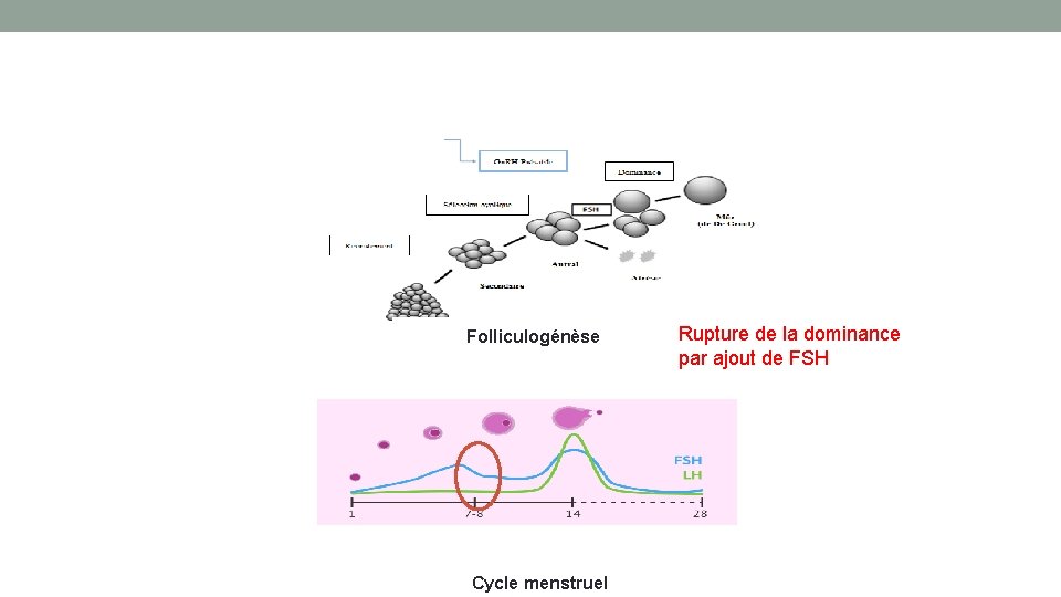 Folliculogénèse Cycle menstruel Rupture de la dominance par ajout de FSH 