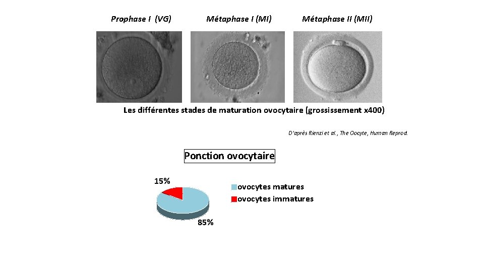 Prophase I (VG) Métaphase I (MI) Prophase I (VG) Métaphase II (MII) Métaphase I