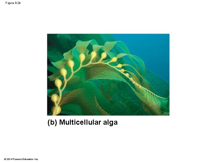 Figure 8. 2 b (b) Multicellular alga © 2014 Pearson Education, Inc. 