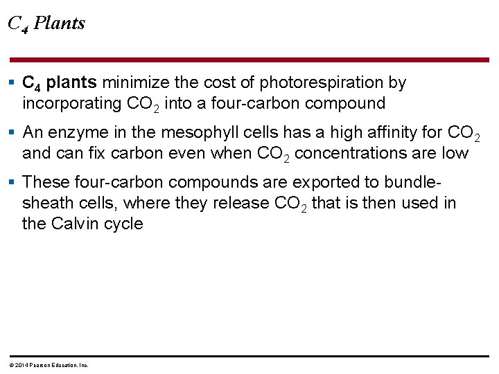 C 4 Plants § C 4 plants minimize the cost of photorespiration by incorporating