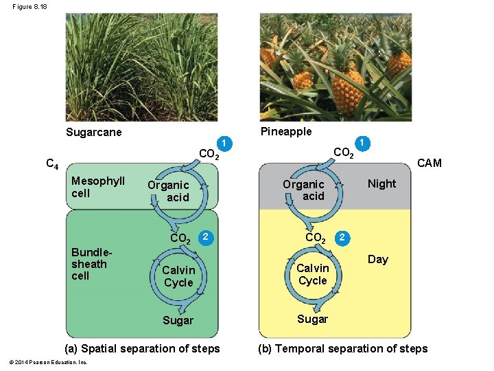 Figure 8. 18 Sugarcane CO 2 C 4 Mesophyll cell Bundlesheath cell 2 CO