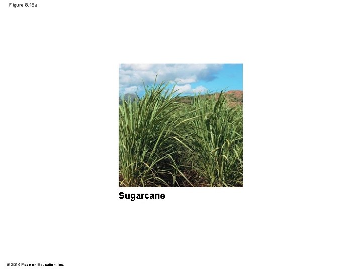 Figure 8. 18 a Sugarcane © 2014 Pearson Education, Inc. 
