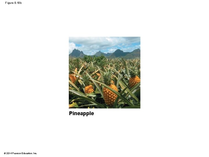 Figure 8. 18 b Pineapple © 2014 Pearson Education, Inc. 
