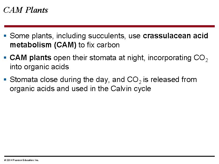 CAM Plants § Some plants, including succulents, use crassulacean acid metabolism (CAM) to fix