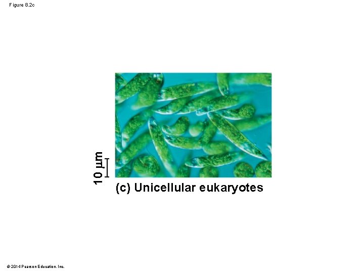 10 m Figure 8. 2 c © 2014 Pearson Education, Inc. (c) Unicellular eukaryotes