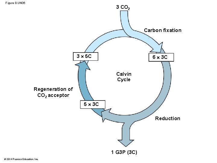 Figure 8. UN 06 3 CO 2 Carbon fixation 3 5 C 6 3