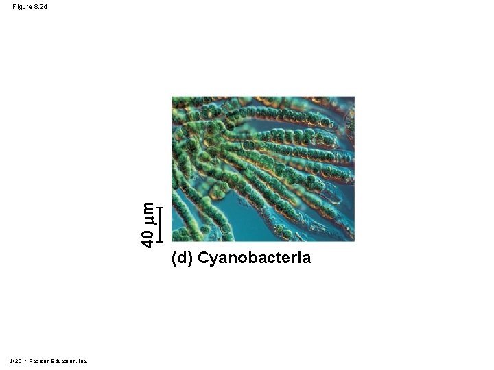 40 m Figure 8. 2 d © 2014 Pearson Education, Inc. (d) Cyanobacteria 