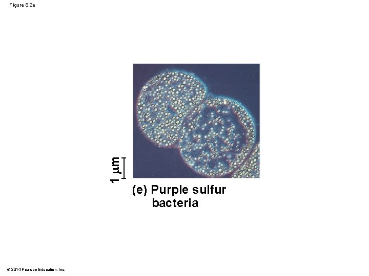 1 m Figure 8. 2 e © 2014 Pearson Education, Inc. (e) Purple sulfur