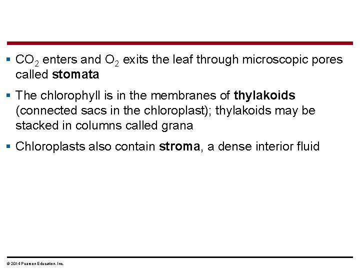 § CO 2 enters and O 2 exits the leaf through microscopic pores called