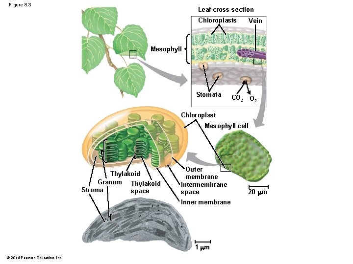 Figure 8. 3 Leaf cross section Chloroplasts Vein Mesophyll Stomata CO 2 Chloroplast Mesophyll