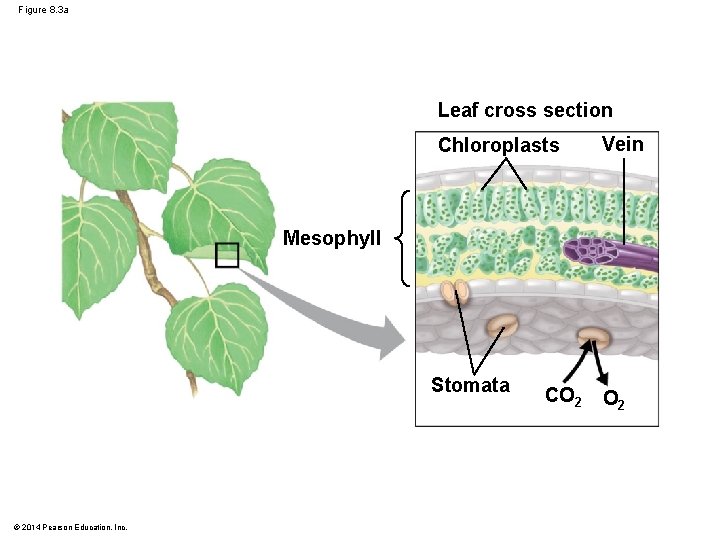 Figure 8. 3 a Leaf cross section Chloroplasts Vein Mesophyll Stomata © 2014 Pearson