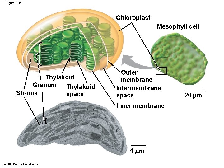Figure 8. 3 b Chloroplast Mesophyll cell Thylakoid Granum Thylakoid Stroma space Outer membrane