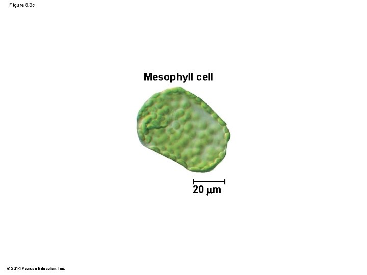 Figure 8. 3 c Mesophyll cell 20 m © 2014 Pearson Education, Inc. 