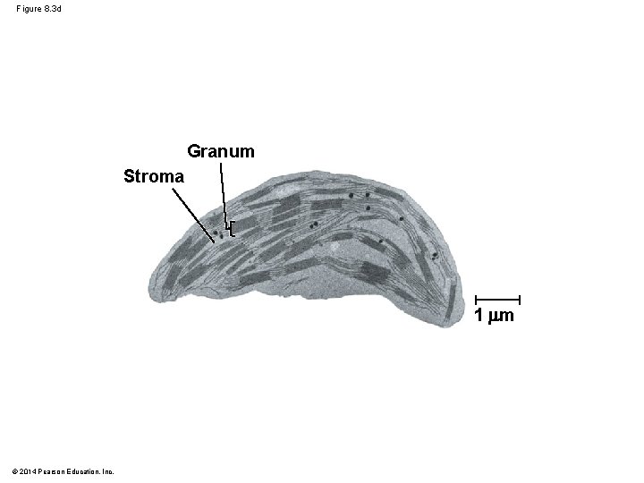 Figure 8. 3 d Granum Stroma 1 m © 2014 Pearson Education, Inc. 