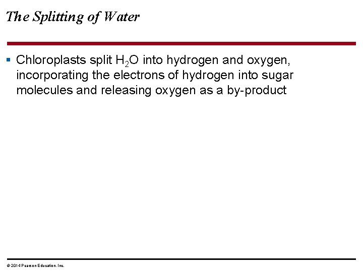 The Splitting of Water § Chloroplasts split H 2 O into hydrogen and oxygen,