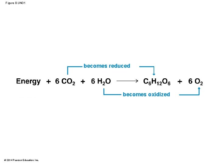 Figure 8. UN 01 becomes reduced becomes oxidized © 2014 Pearson Education, Inc. 