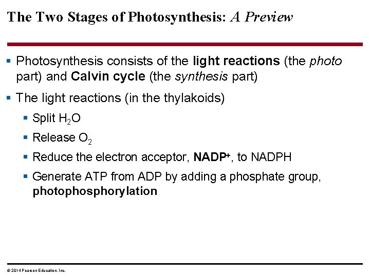 The Two Stages of Photosynthesis: A Preview § Photosynthesis consists of the light reactions