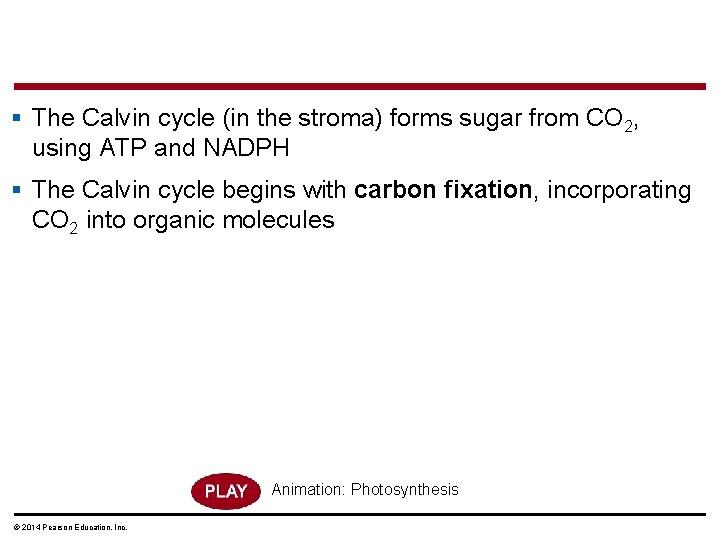 § The Calvin cycle (in the stroma) forms sugar from CO 2, using ATP