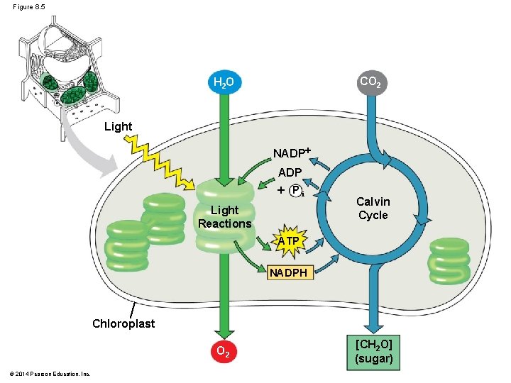 Figure 8. 5 CO 2 H 2 O Light NADP Pi Light Reactions Calvin