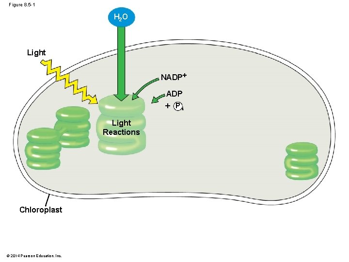 Figure 8. 5 -1 H 2 O Light NADP Pi Light Reactions Chloroplast ©