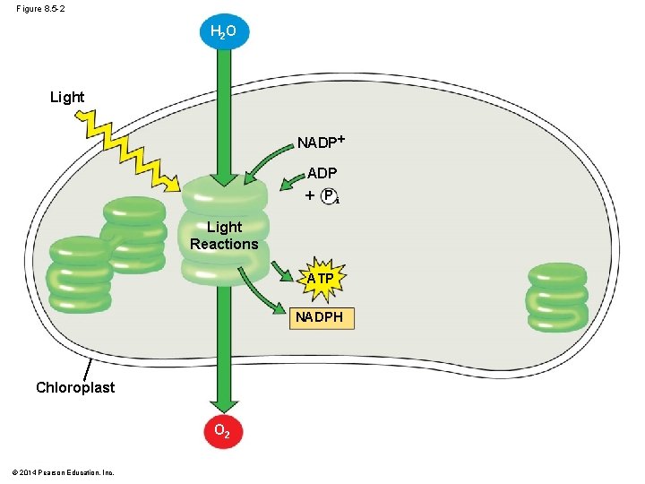 Figure 8. 5 -2 H 2 O Light NADP Pi Light Reactions ATP NADPH