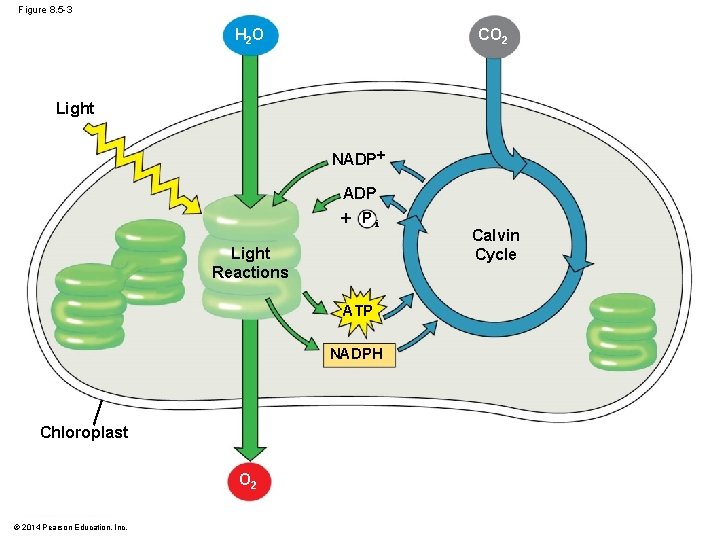 Figure 8. 5 -3 H 2 O CO 2 Light NADP Pi Light Reactions