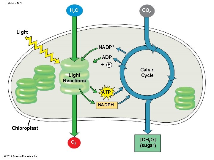 Figure 8. 5 -4 H 2 O CO 2 Light NADP Pi Light Reactions