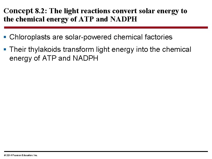 Concept 8. 2: The light reactions convert solar energy to the chemical energy of