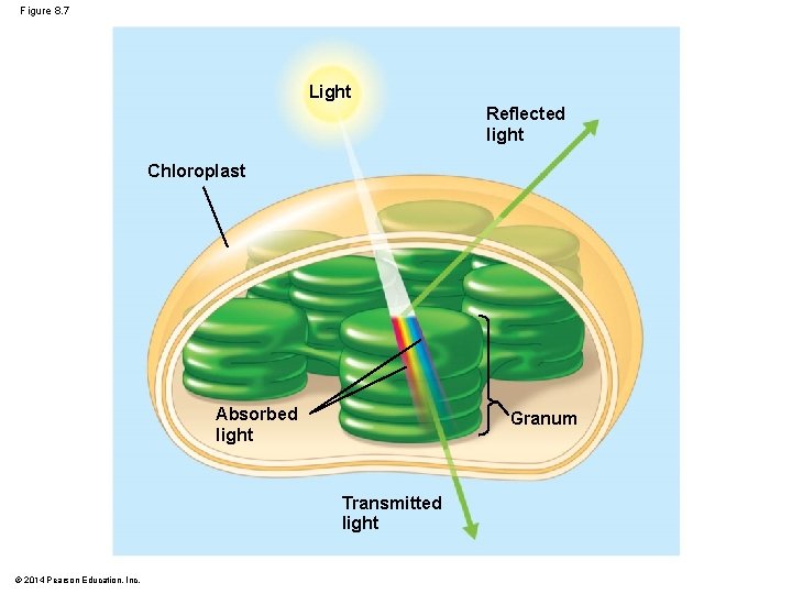 Figure 8. 7 Light Reflected light Chloroplast Absorbed light Granum Transmitted light © 2014