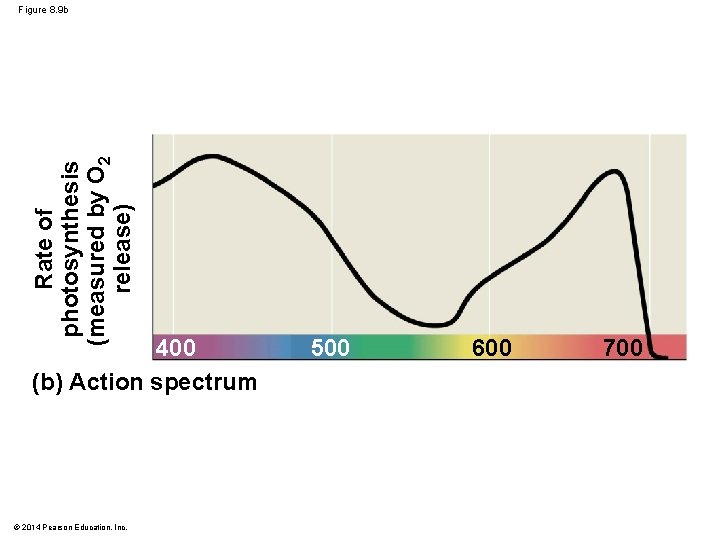 Rate of photosynthesis (measured by O 2 release) Figure 8. 9 b 400 (b)