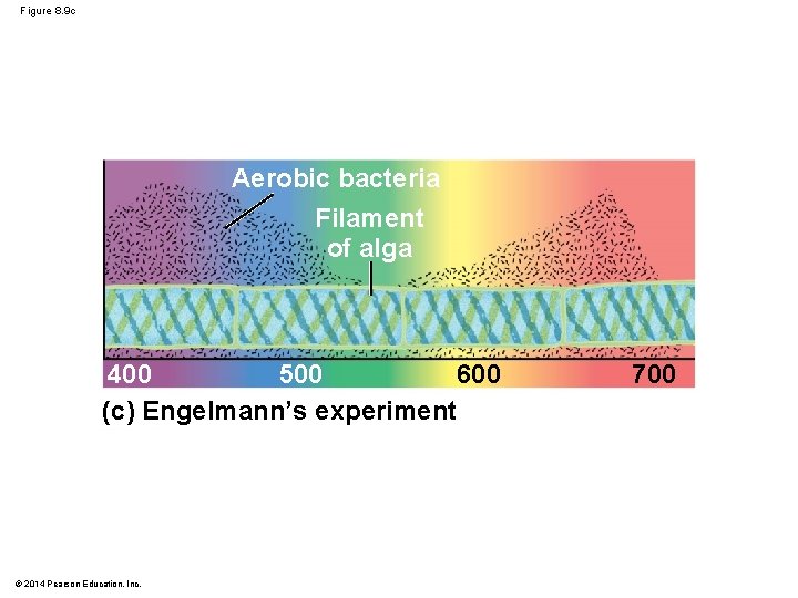 Figure 8. 9 c Aerobic bacteria Filament of alga 500 400 600 (c) Engelmann’s