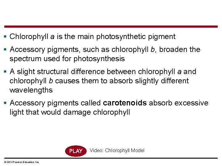 § Chlorophyll a is the main photosynthetic pigment § Accessory pigments, such as chlorophyll