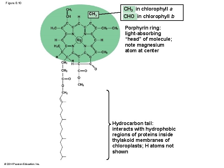 Figure 8. 10 CH 3 in chlorophyll a CHO in chlorophyll b Porphyrin ring: